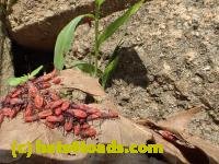 /home//u458753944/public_html/sourcegallery//////////Insects and small critters/aphids cicadas lanternflies and true bugs (Hemiptera)/P6110680.JPG